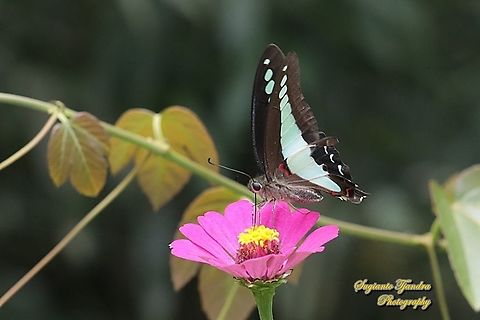 Common Bluebottle (Graphium sarpedon luctatius) "sucking nectar on the Zinnia flower"  Common Bluebottle,Geotagged,Graphium sarpedon,Indonesia,Spring