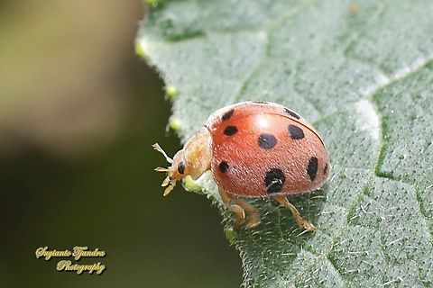 Lady Beetle, Coccinellidae  Geotagged,Indonesia,Spring