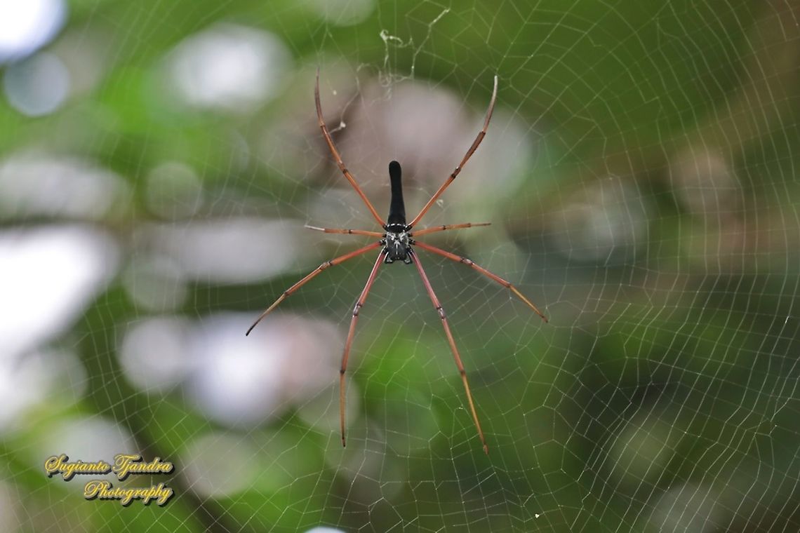 Black Wood Spider, Nephila Kuhlii  Black Wood Spider,Geotagged,Indonesia,Nephila kuhlii,Spring