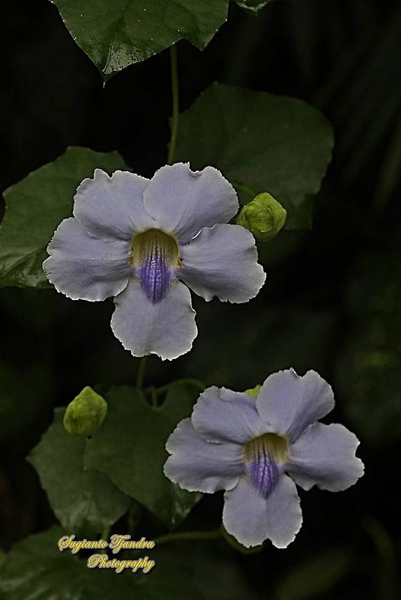 Blue sky flowers, Thunbergia grandiflora  Bengal clockvine,Geotagged,Indonesia,Spring,Thunbergia grandiflora