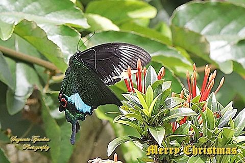The Jungle Jade, Papilio karna karna, family Papilionidae "flying over the Jungle geranium flower, Ixora coccinea"  Geotagged,Indonesia,Jungle Jade Swallowtail,Papilio karna,Spring