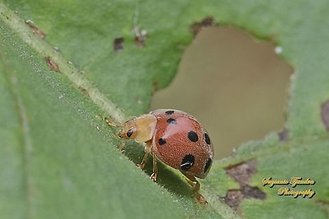 Lady Beetle, Coccinellidae  Geotagged,Indonesia,Spring
