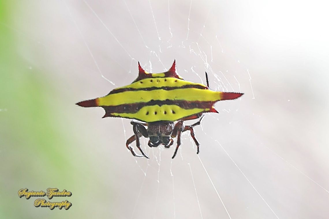 Spiny Back Orb Weaver Spider (Gasteracantha diadesmia)  Gasteracantha diadesmia,Geotagged,Indonesia,Spring