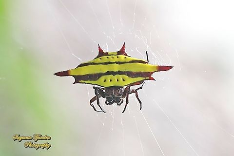 Spiny Back Orb Weaver Spider (Gasteracantha diadesmia)  Gasteracantha diadesmia,Geotagged,Indonesia,Spring