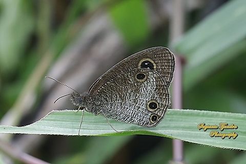 Java's Three Ring Buttefly, Ypthima nigricans Ssp nigricans  Geotagged,Indonesia,Spring,Ypthima nigricans
