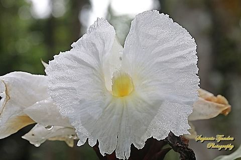 Crepe Ginger flower, Costaceae  Geotagged,Indonesia,Spring