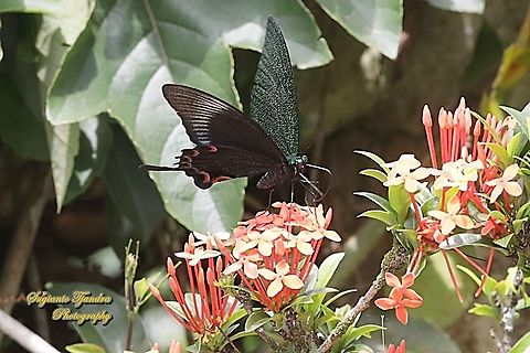 The Jungle Jade, Papilio karna karna, family Papilionidae "sucking nectar on the Jungle geranium flower, Ixora coccinea"  Geotagged,Indonesia,Jungle Jade Swallowtail,Papilio karna,Spring