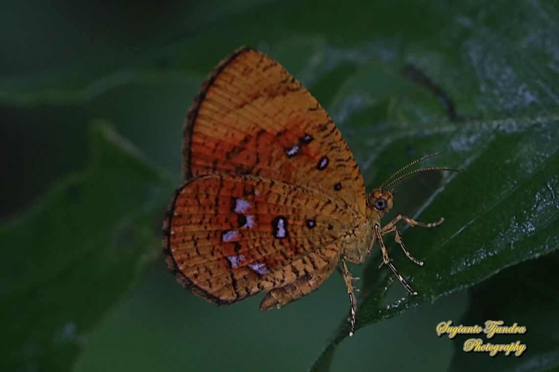 Callidula Moth, Callidula sakuni sakuni (family Callidulidae)  Callidula sakuni,Geotagged,Indonesia,Spring