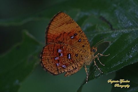 Callidula Moth, Callidula sakuni sakuni (family Callidulidae)  Callidula sakuni,Geotagged,Indonesia,Spring