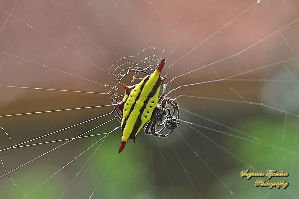 Spiny Back Orb Weaver Spider (Gasteracantha diadesmia) w/prey  Gasteracantha diadesmia,Geotagged,Indonesia,Spring