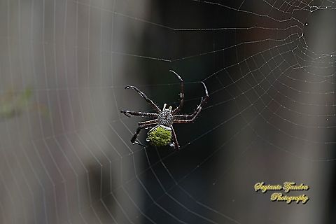 Orb-weaving spider, Argiope appensa,  family Araneidae  Argiope appensa,Geotagged,Indonesia,Spring
