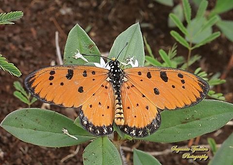 Tawny Coster Butterfly, Acraea terpsicore Linnaeus "sucking nectar on the Brazilian calla-lily flower, Richardia brasiliensis"  Acraea terpsicore,Geotagged,Indonesia,Spring,Tawny coster