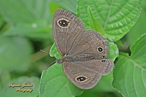 Java's Three Ring Buttefly, Ypthima nigricans Ssp nigricans -Upperside  Geotagged,Indonesia,Spring,Ypthima nigricans