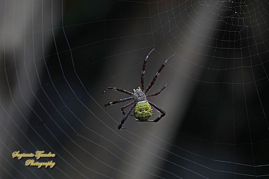 Orb-weaving spider, Argiope appensa,  family Araneidae  Argiope appensa,Geotagged,Indonesia,Spring