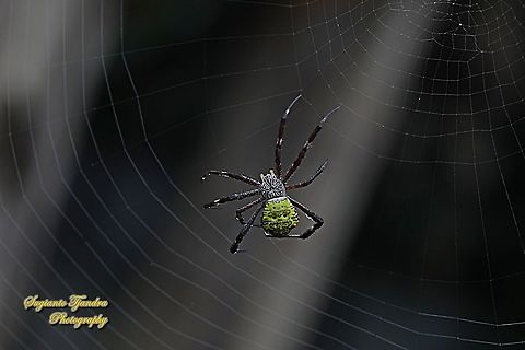 Orb-weaving spider, Argiope appensa,  family Araneidae  Argiope appensa,Geotagged,Indonesia,Spring