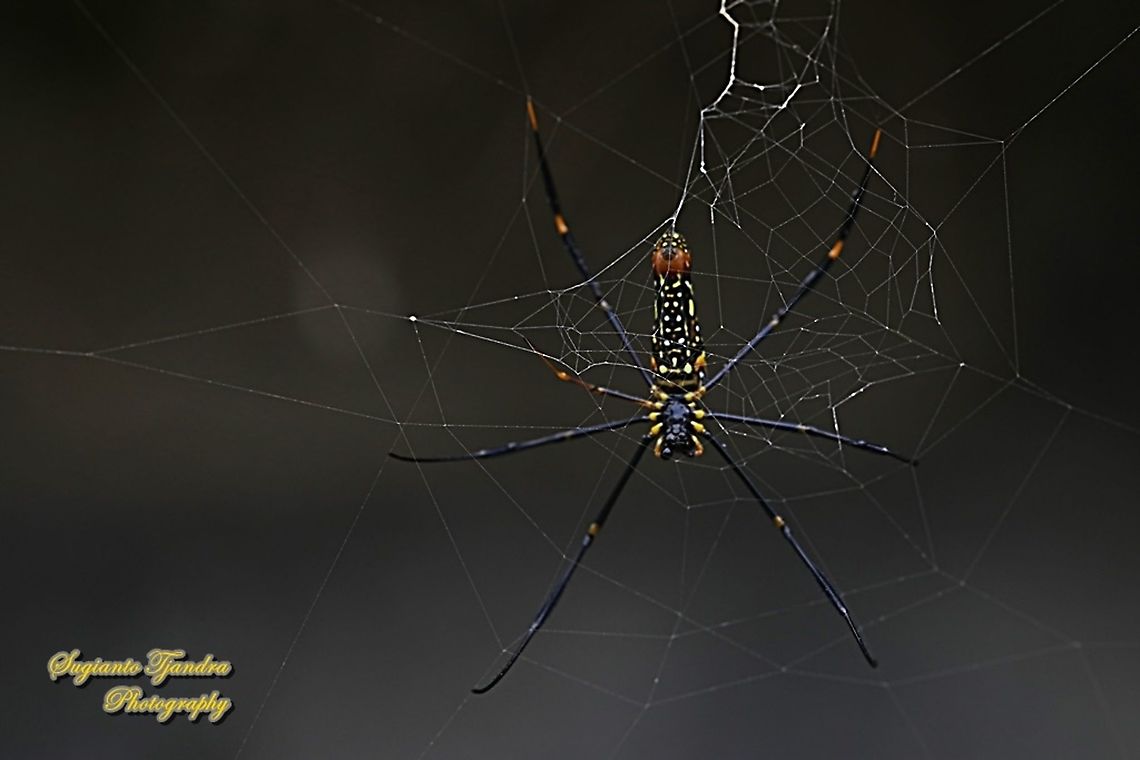 Golden orb-web spider, Nephila Pilipes  Geotagged,Giant Golden Orbweaver,Indonesia,Nephila pilipes,Spring