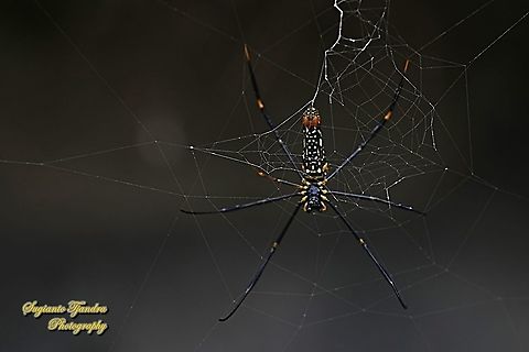 Golden orb-web spider, Nephila Pilipes  Geotagged,Giant Golden Orbweaver,Indonesia,Nephila pilipes,Spring