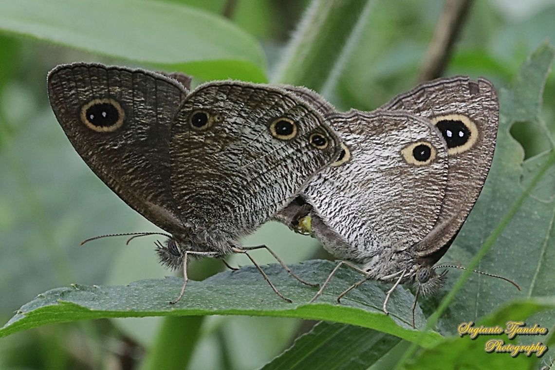 Java's Three Ring Buttefly, Ypthima nigricans Ssp nigricans "Mating"  Geotagged,Indonesia,Spring,Ypthima nigricans