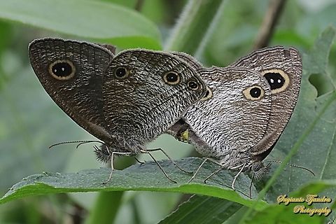 Java's Three Ring Buttefly, Ypthima nigricans Ssp nigricans "Mating"  Geotagged,Indonesia,Spring,Ypthima nigricans