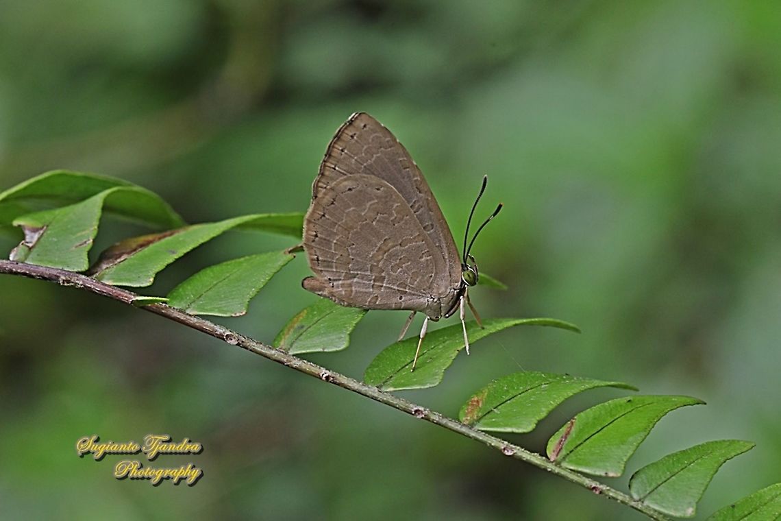 Round-band Brownie, Miletus gopara gopara, family Lycaenidae  Geotagged,Indonesia,Miletus gopara,Spring