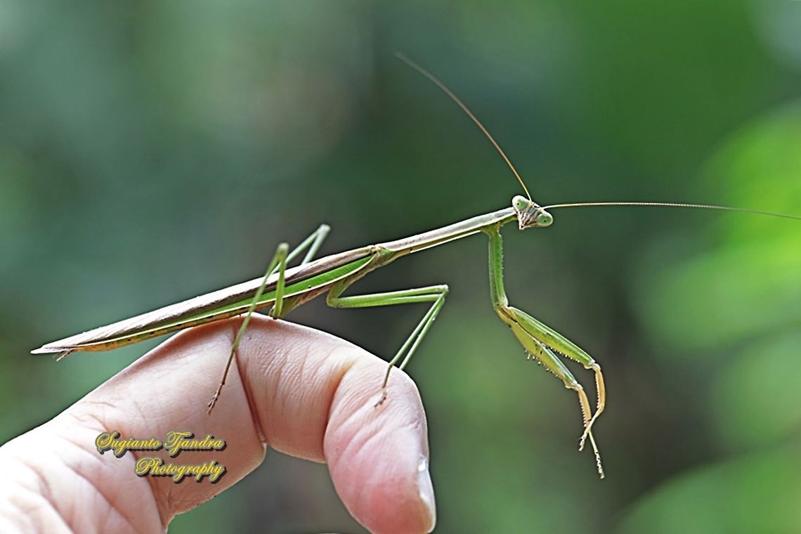 Praying Mantis (Tenodera sp., family Mantidae)  Geotagged,Indonesia,Spring