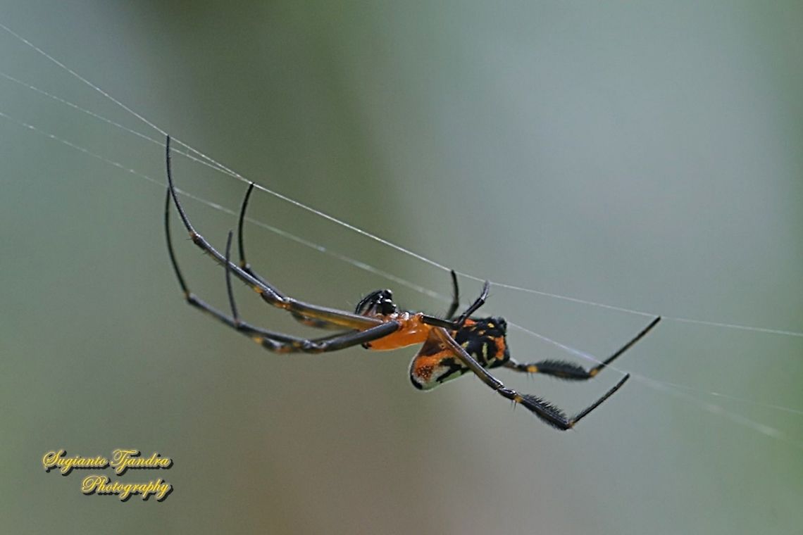 The pear-shaped leucauge Spider, Opadometa fastigata, family Tetragnathidae  Geotagged,Indonesia,Opadometa fastigata,Pear-shaped Opadometa,Spring