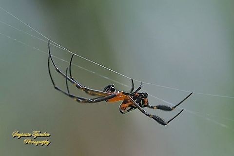 The pear-shaped leucauge Spider, Opadometa fastigata, family Tetragnathidae  Geotagged,Indonesia,Opadometa fastigata,Pear-shaped Opadometa,Spring