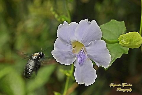 A Black Carpenter Bee, Xylocopa sonorina "Looking for nectar on the Blue sky flowers, Thunbergia grandiflora"  Geotagged,Indonesia,Sonoran carpenter bee,Spring,Xylocopa sonorina