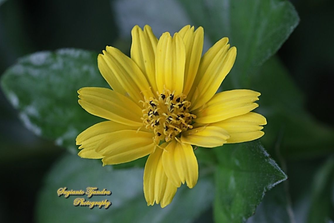 Trailing Daisy, Sphagneticola trilobata, family Asteraceae  Geotagged,Indonesia,Sphagneticola trilobata,Spring,Trailing Daisy