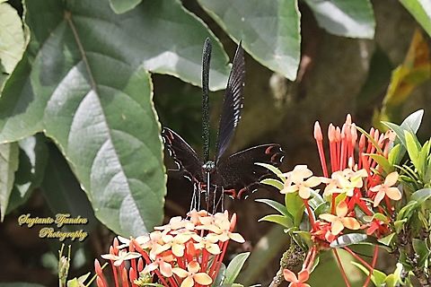 The Jungle Jade, Papilio karna karna, family Papilionidae - lowerside "sucking nectar on the Jungle geranium flower, Ixora coccinea"  Geotagged,Indonesia,Jungle Jade Swallowtail,Papilio karna,Spring