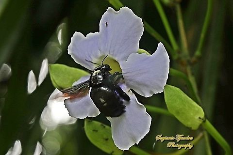 A Black Carpenter Bee, Xylocopa sonorina "Looking for nectar on the Blue sky flowers, Thunbergia grandiflora"  Geotagged,Indonesia,Sonoran carpenter bee,Spring,Xylocopa sonorina