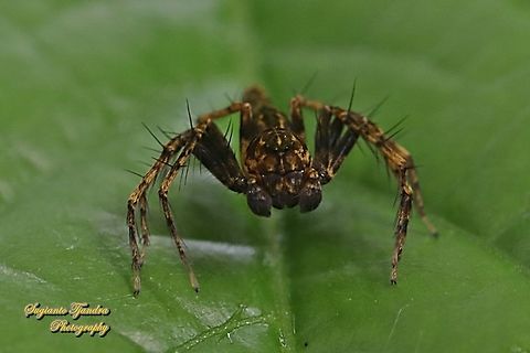 Asian Lynx Spider, Hamadruas signifera, family Oxyopidae - Male  Geotagged,Hamadruas signifera,Indonesia,Spring