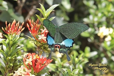 The Jungle Jade, Papilio karna karna, family Papilionidae - lowerside "sucking nectar on the Jungle geranium flower, Ixora coccinea"  Geotagged,Indonesia,Jungle Jade Swallowtail,Papilio karna,Spring