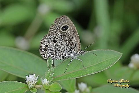 Common Five Ring Butterfly, Ypthima baldus  Common Fivering,Geotagged,Indonesia,Spring,Ypthima baldus