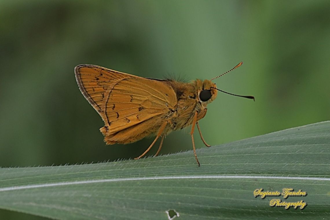Skipper Butterfly - Yellow Palm Dart, Cephrenes trichopepla  Cephrenes trichopepla,Geotagged,Indonesia,Spring,Yellow palm dart