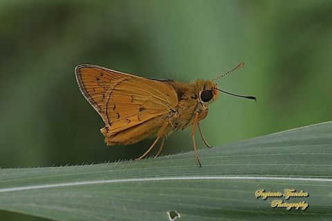 Skipper Butterfly - Yellow Palm Dart, Cephrenes trichopepla  Cephrenes trichopepla,Geotagged,Indonesia,Spring,Yellow palm dart