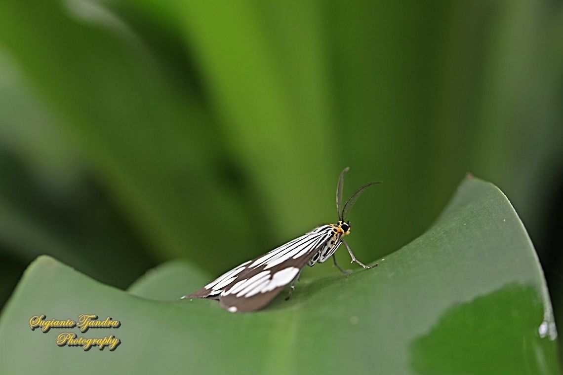 Marbled White Moth/White Tiger Moth, Nyctemera coleta  Fall,Geotagged,Indonesia,Marbled White Moth,Nyctemera coleta,Spring