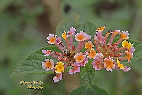 West Indian Lantana, Lantana Camara, Verbenaceae  Common Lantana,Geotagged,Indonesia,Lantana camara,Spring