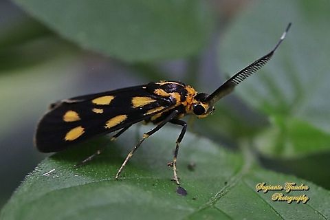 Artona hainana moth, family Zygaenidae  Artona hainana,Geotagged,Indonesia,Spring