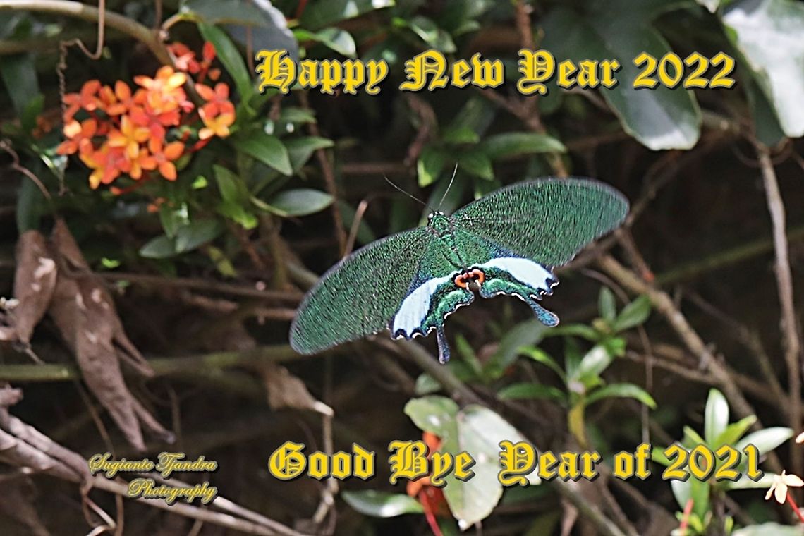 The Jungle Jade, Papilio karna karna, family Papilionidae  Geotagged,Indonesia,Jungle Jade Swallowtail,Papilio karna,Spring