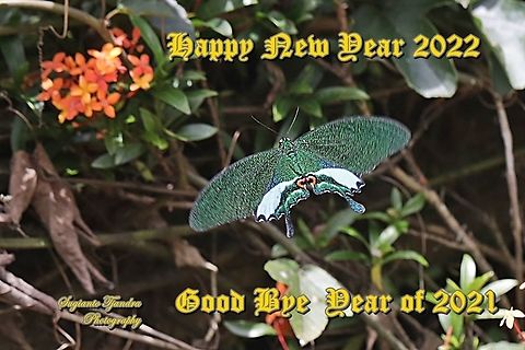 The Jungle Jade, Papilio karna karna, family Papilionidae  Geotagged,Indonesia,Jungle Jade Swallowtail,Papilio karna,Spring