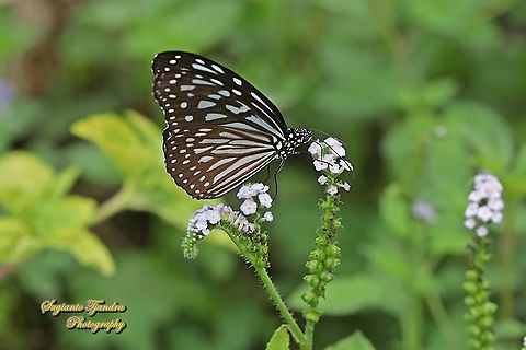Blue Glassy Tiger Butterfly, Ideopsis vulgaris "sucking nectar on the Sangketan flowers (Indian Heliotrope), Heliotropium indicum"  Blue Glassy Tiger,Geotagged,Ideopsis vulgaris,Indonesia,Spring