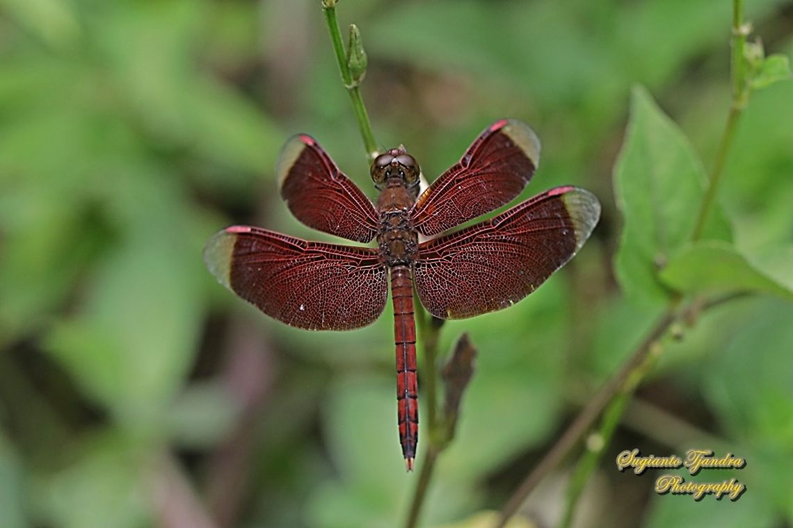 Red Grasshawk Dragonfly, Neurothemis fluctuans  Geotagged,Indonesia,Neurothemis fluctuans,Red Grasshawk,Spring