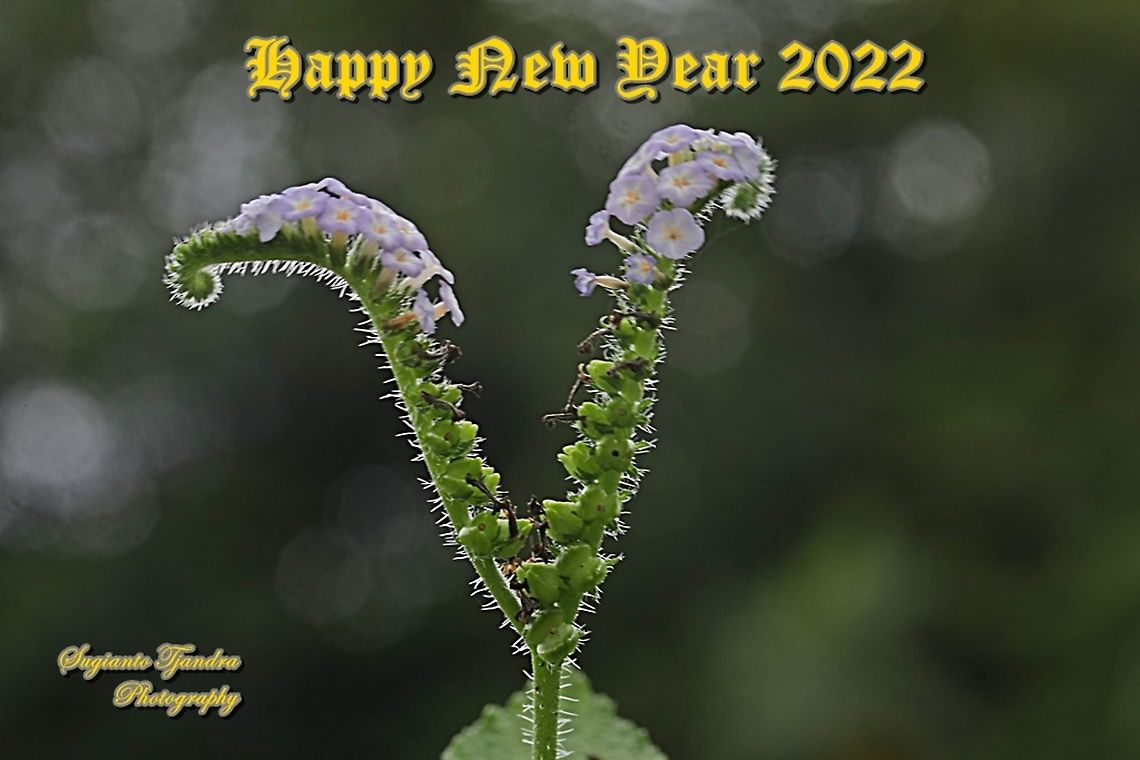 Sangketan flowers (Indian Heliotrope), Heliotropium indicum  Geotagged,Heliotropium indicum,Indian heliotrope,Indonesia,Spring