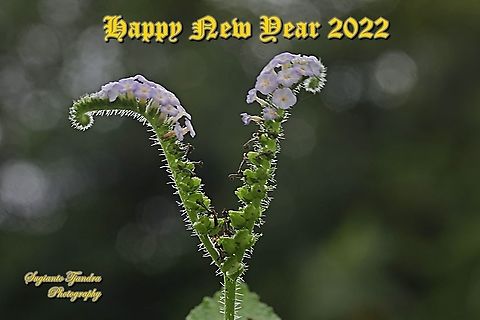 Sangketan flowers (Indian Heliotrope), Heliotropium indicum  Geotagged,Heliotropium indicum,Indian heliotrope,Indonesia,Spring