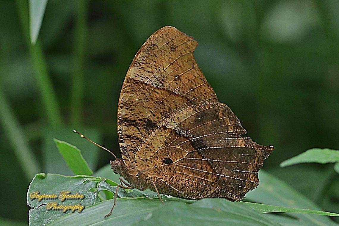 Dark Evening Brown, Melanitis phedima  Dark evening brown,Geotagged,Indonesia,Melanitis phedima,Spring