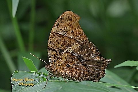 Dark Evening Brown, Melanitis phedima  Dark evening brown,Geotagged,Indonesia,Melanitis phedima,Spring