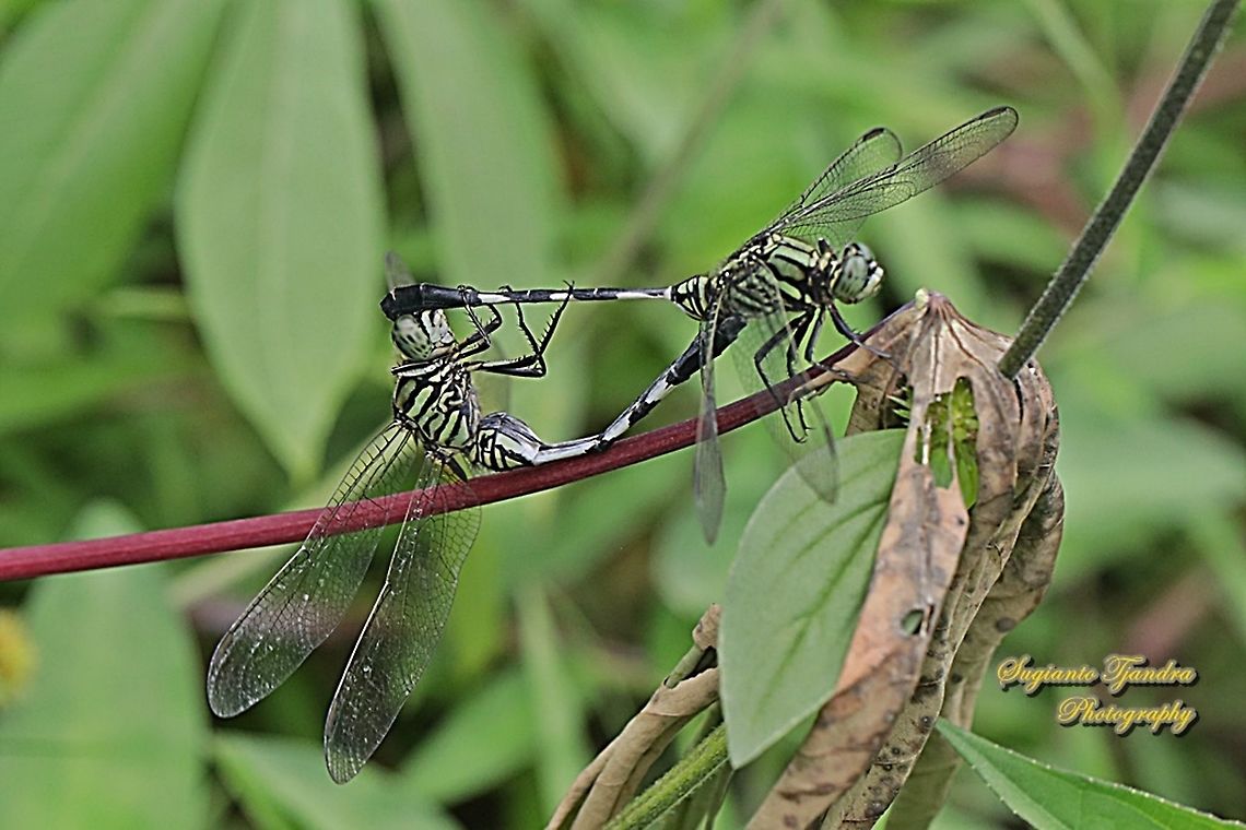 Green Marsh Hawk, Orthetrum sabina "mating"  Geotagged,Indonesia,Orthetrum sabina,Slender skimmer,Spring