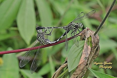 Green Marsh Hawk, Orthetrum sabina "mating"  Geotagged,Indonesia,Orthetrum sabina,Slender skimmer,Spring