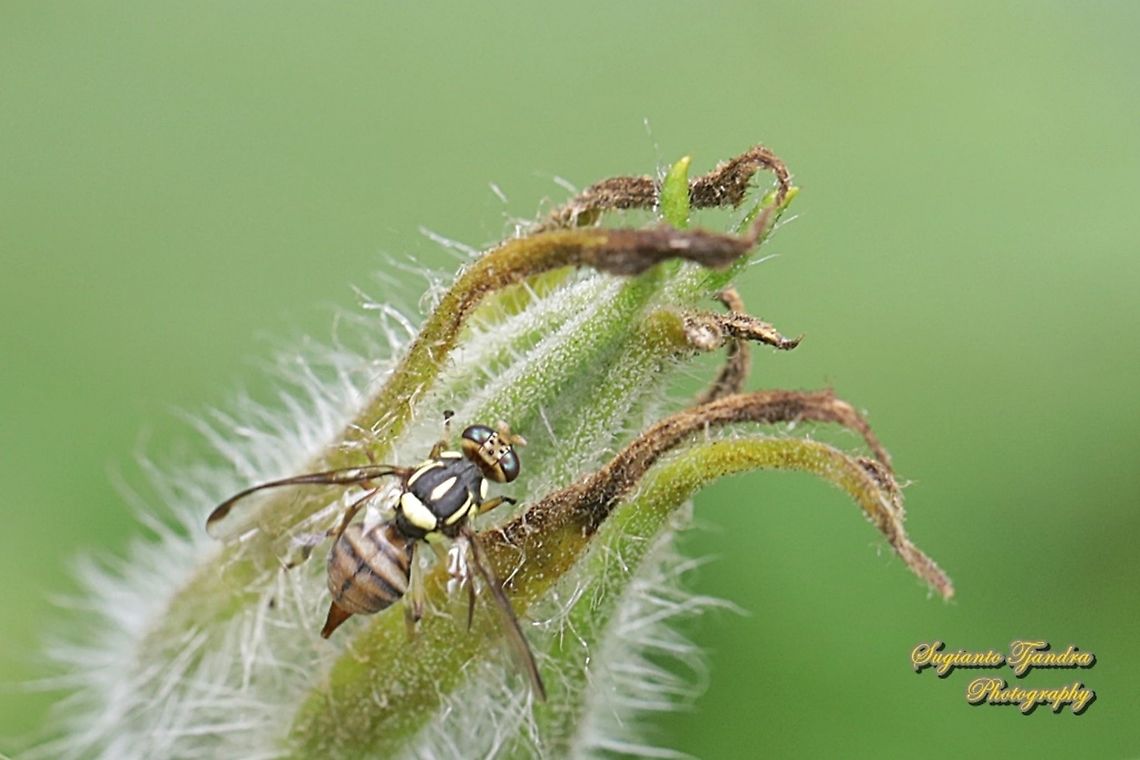 Fruit fly, Bactrocera (Zeugodacus) tau  Geotagged,Indonesia,Spring,Zeugodacus tau